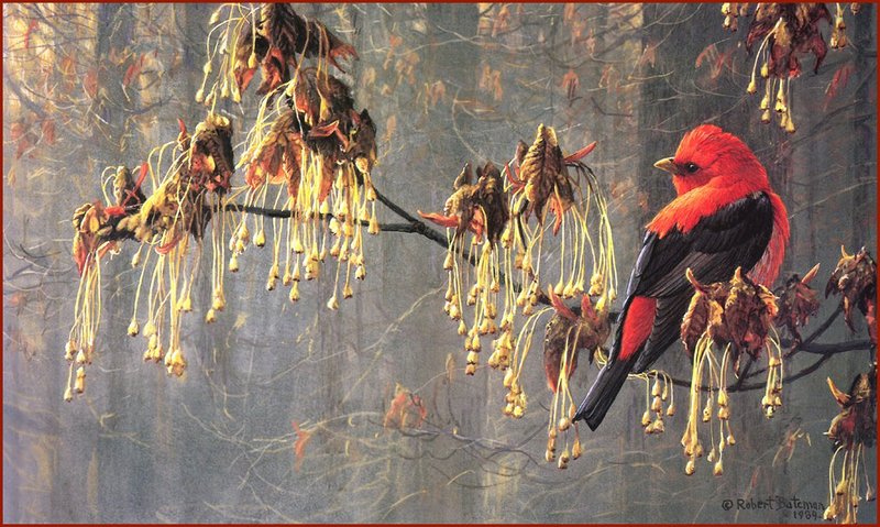 [LRS Animals In Art] Robert Bateman, Cardinal with Wild Apples; DISPLAY FULL IMAGE.