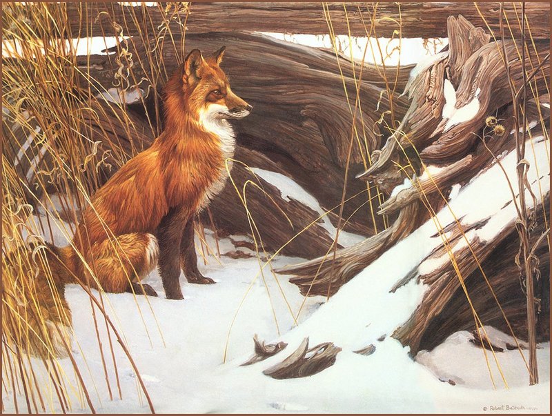 [LRS Animals In Art] Robert Bateman, Wiley and Wary Red Fox; DISPLAY FULL IMAGE.