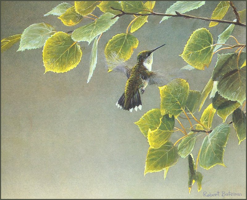 [LRS Animals In Art] Robert Bateman, Female Ruby-Throated Hummingbird; DISPLAY FULL IMAGE.