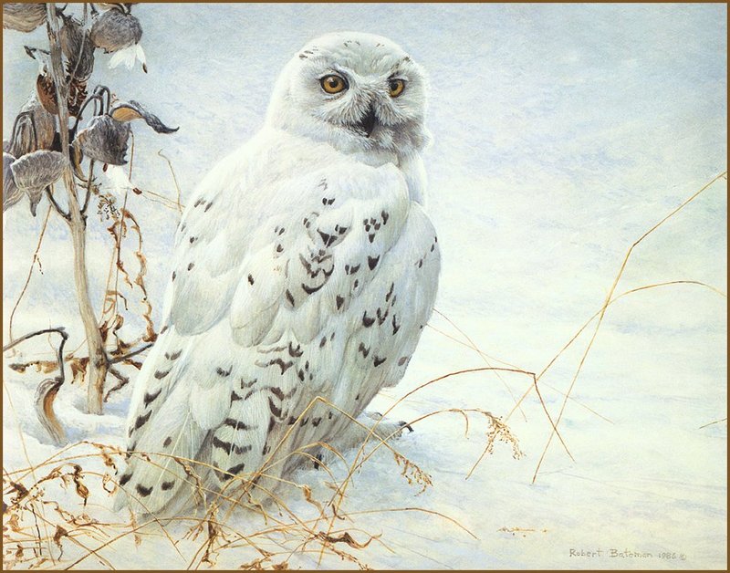 [LRS Animals In Art] Robert Bateman, Snowy Owl and Milkweed; DISPLAY FULL IMAGE.