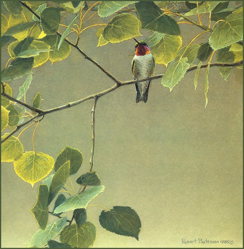 [LRS Animals In Art] Robert Bateman, Male Ruby-Throated Hummingbird; DISPLAY FULL IMAGE.