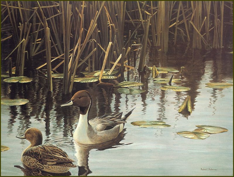 [LRS Animals In Art] Robert Bateman, Spring Marsh Pintail Pair; DISPLAY FULL IMAGE.
