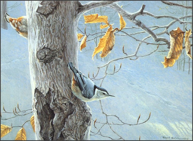 [LRS Animals In Art] Robert Bateman, White-Breasted Nuthatch; DISPLAY FULL IMAGE.