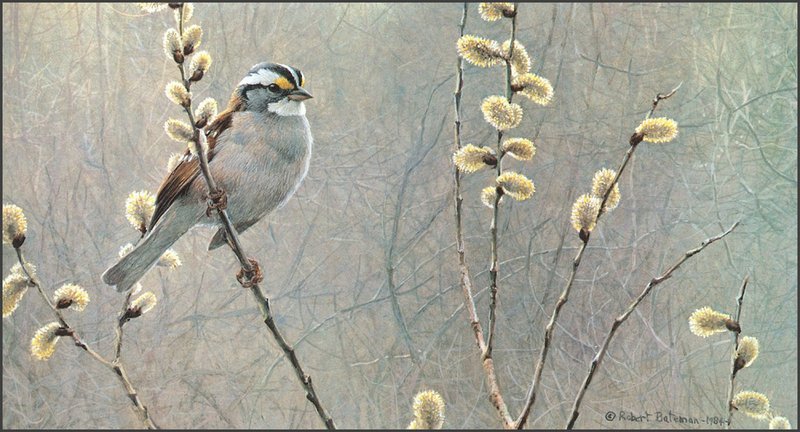 [LRS Animals In Art] Robert Bateman, White-Throated Sparrow & Pussy Willow; DISPLAY FULL IMAGE.