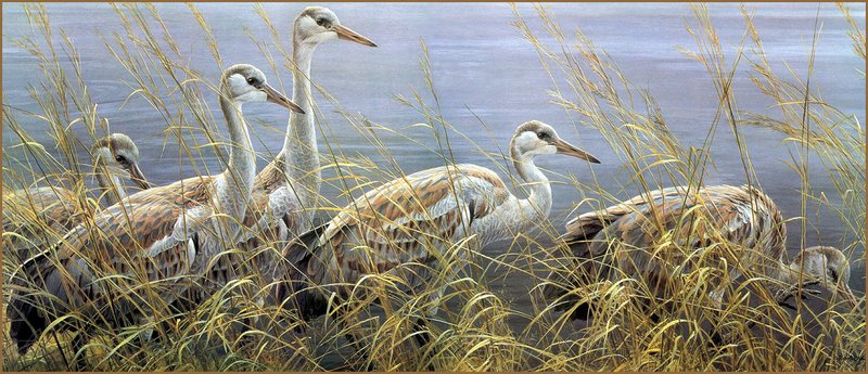 [LRS Animals In Art] Robert Bateman, Young Sandhill Cranes; DISPLAY FULL IMAGE.