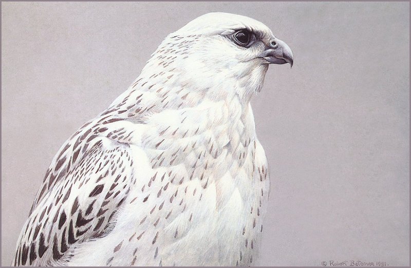 [LRS Animals In Art] Robert Bateman, Artic Portrait White Gyrfalcon; DISPLAY FULL IMAGE.