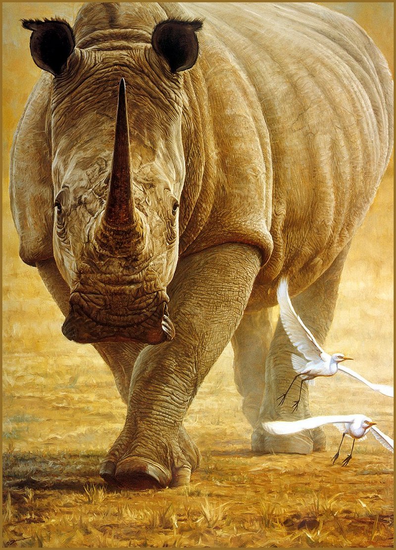 [LRS Animals In Art] John Banovich, Great White Rhinoceros (Ceratotherium simum); DISPLAY FULL IMAGE.