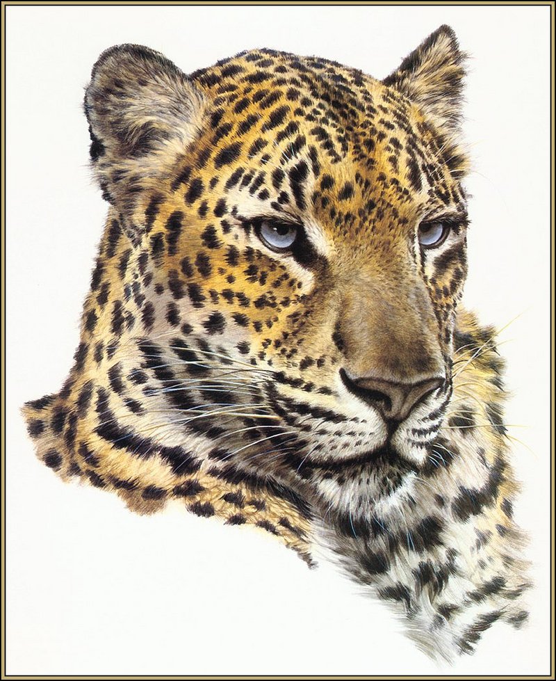 [LRS Animals In Art] Guy Coheleach, Chinese Leopard Portrait; DISPLAY FULL IMAGE.