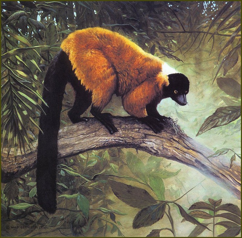 [LRS Animals In Art] Ulco Glimmerveen, Red-Ruffed Lemur - Varecia rubra; DISPLAY FULL IMAGE.