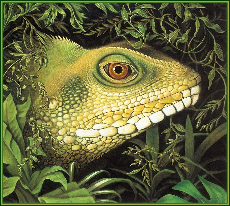 [LRS Animals In Art] Robert Jew, Lizard Head; DISPLAY FULL IMAGE.