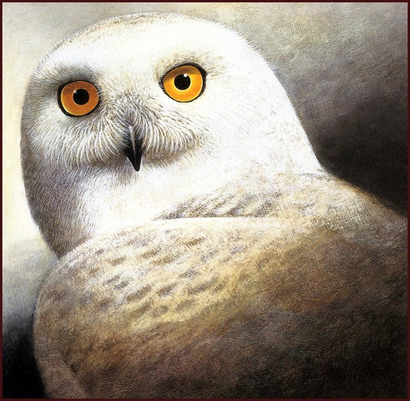 [LRS Animals In Art] Wendell Minor, Snowy Owl; DISPLAY FULL IMAGE.