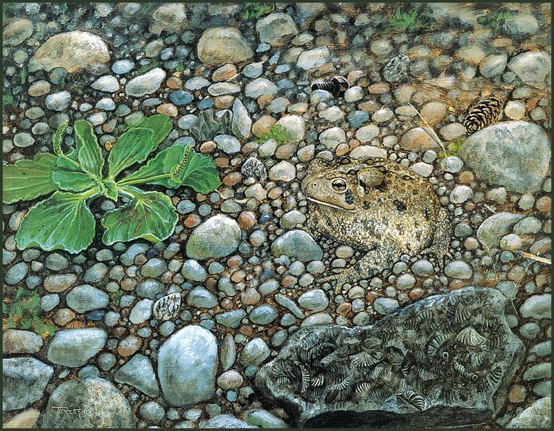 [LRS Animals In Art] Gregory Pryor, American Toad in Powerline Gravel; DISPLAY FULL IMAGE.
