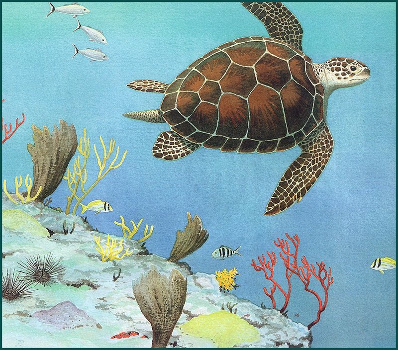 [LRS Animals In Art] John Sill, Green Turtle; DISPLAY FULL IMAGE.