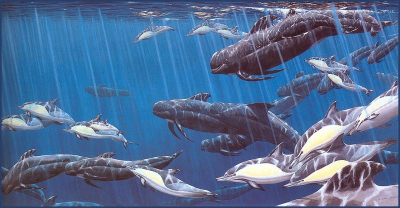 [LRS Animals In Art] Jeroen Verhoeff, Long Finned Pilot Whales Meet Dolphin; DISPLAY FULL IMAGE.