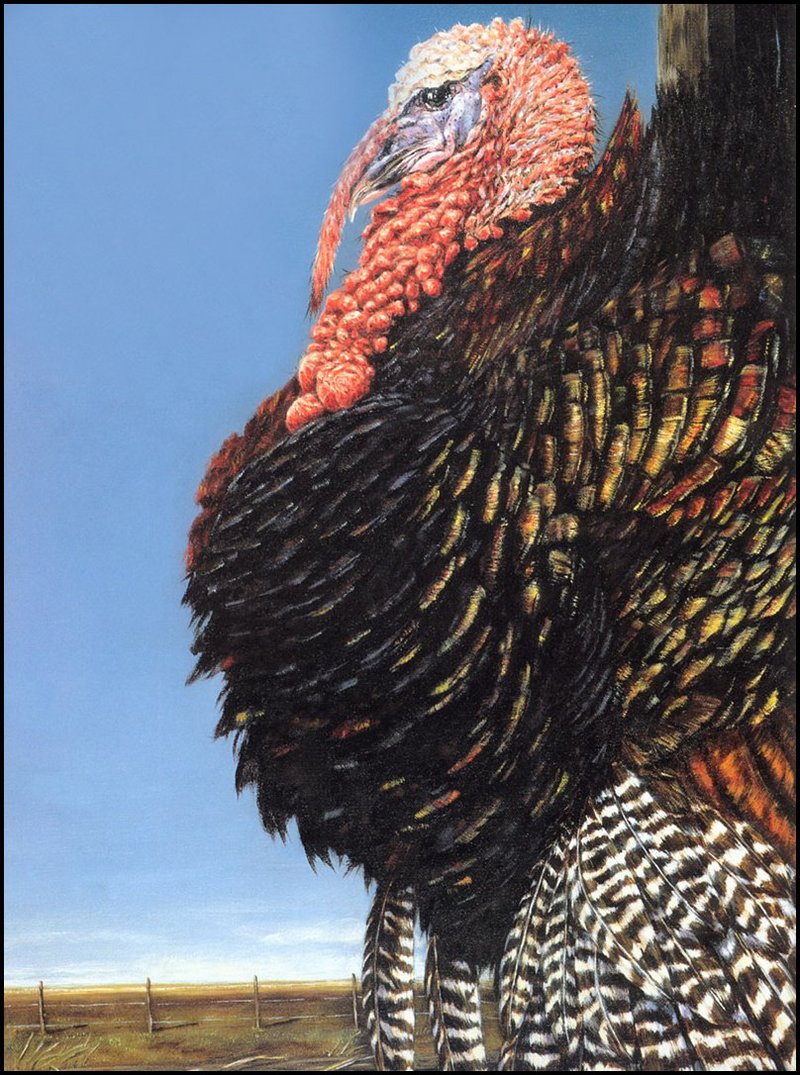 [LRS Barnyard Bestiary] Allen Kimball, Wild Turkey; DISPLAY FULL IMAGE.