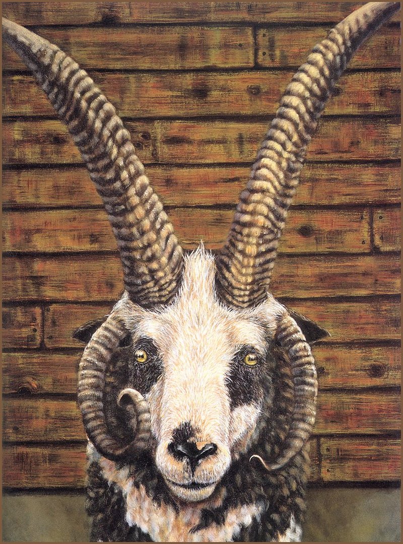[LRS Barnyard Bestiary] Allen Kimball, Jacob Sheep; DISPLAY FULL IMAGE.