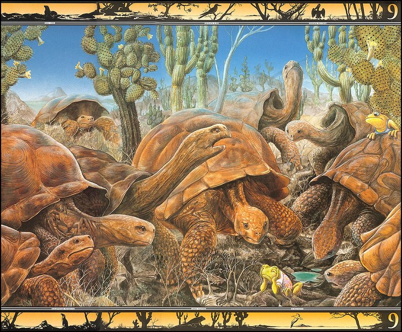 [LRS - The Waterhole] Painted by Graeme Base, Tortoises; DISPLAY FULL IMAGE.