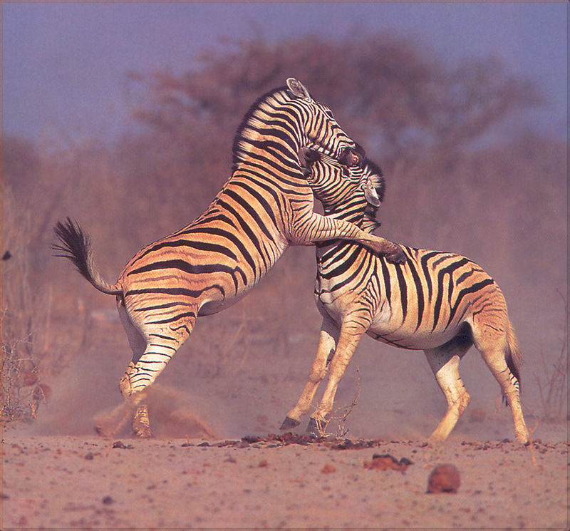 [PhoenixRising Scans - Jungle Book] Zebra, Equus burchellii; DISPLAY FULL IMAGE.