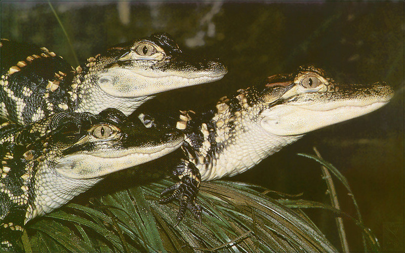[PhoenixRising Scans - Jungle Book] American Alligators - gator (Alligator mississippiensis); DISPLAY FULL IMAGE.