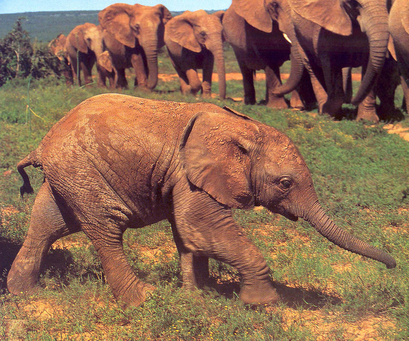 [PhoenixRising Scans - Jungle Book] Elephant, Loxodonta africana; DISPLAY FULL IMAGE.