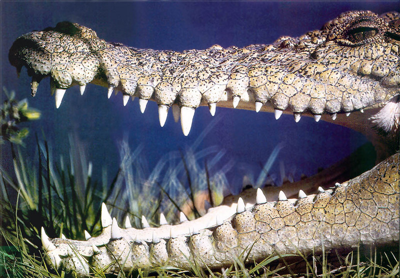 [PhoenixRising Scans - Jungle Book] Saltwater crocodile; DISPLAY FULL IMAGE.