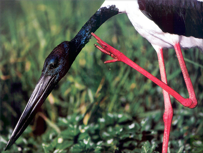 [PhoenixRising Scans - Jungle Book] Jabiru -- black-necked stork (Ephippiorhynchus asiaticus); DISPLAY FULL IMAGE.