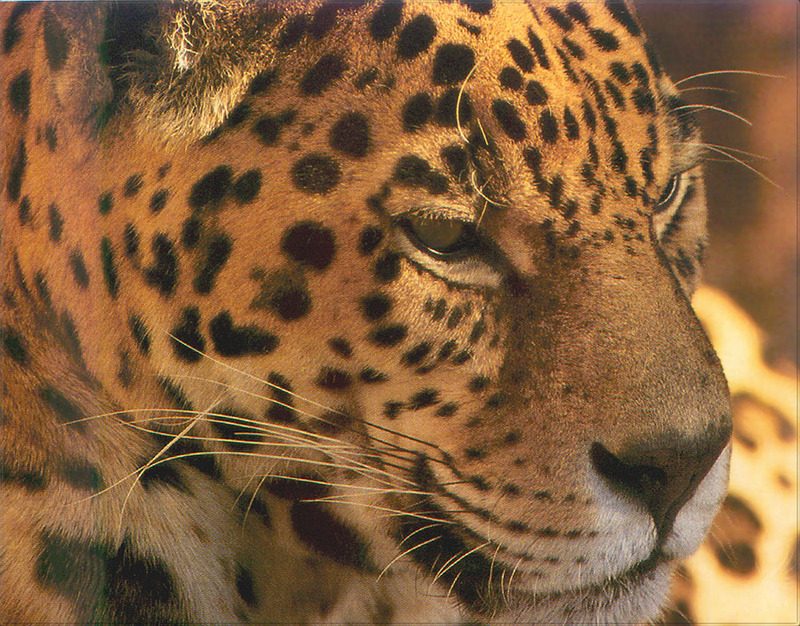 [PhoenixRising Scans - Jungle Book] Jaguar; DISPLAY FULL IMAGE.