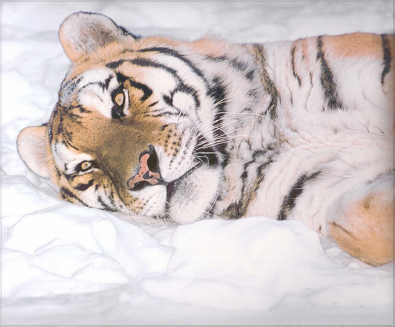[PhoenixRising Scans - Jungle Book] Siberian Tiger; DISPLAY FULL IMAGE.