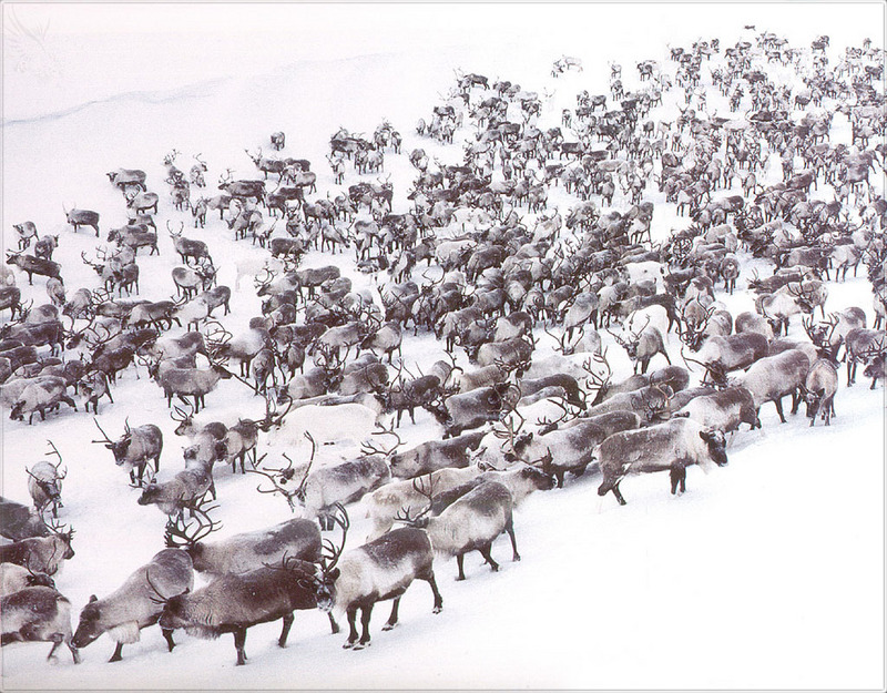 [PhoenixRising Scans - Jungle Book] Reindeer; DISPLAY FULL IMAGE.