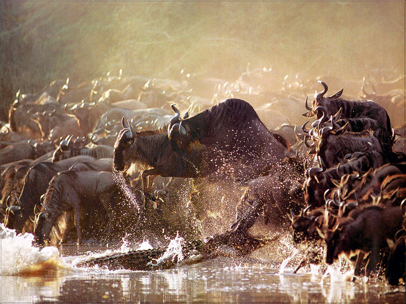 [PhoenixRising Scans - Jungle Book] Wildebeests; DISPLAY FULL IMAGE.