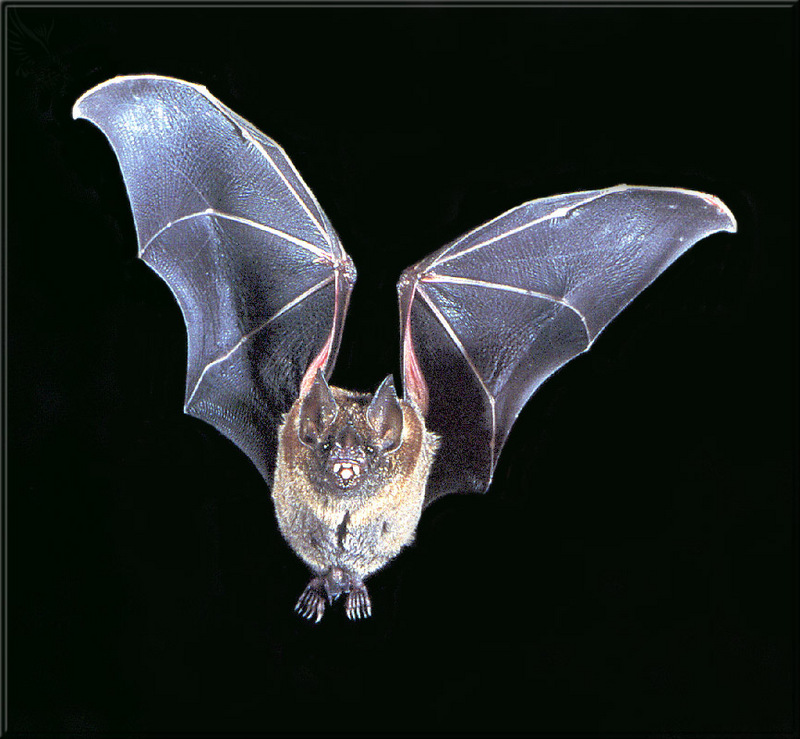[PhoenixRising Scans - Jungle Book] Short-Tailed Leaf-Nosed Bat; DISPLAY FULL IMAGE.