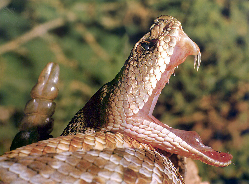 [PhoenixRising Scans - Jungle Book] Diamondback rattlesnake; DISPLAY FULL IMAGE.