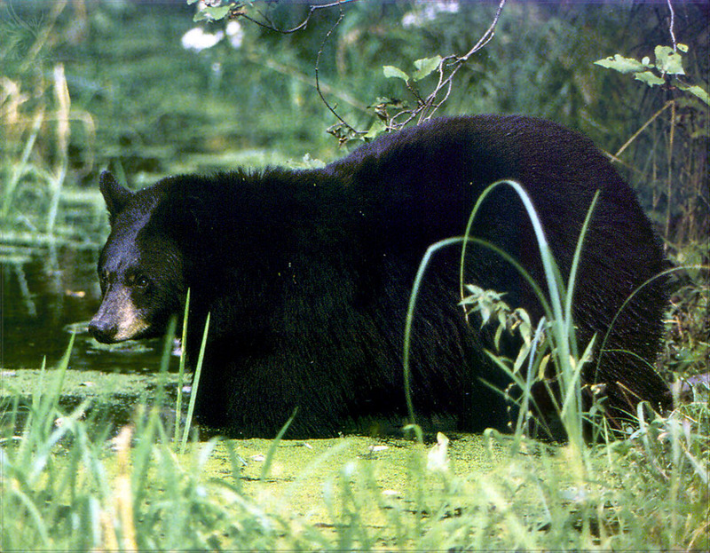 [PhoenixRising Scans - Jungle Book] American Black bear; DISPLAY FULL IMAGE.