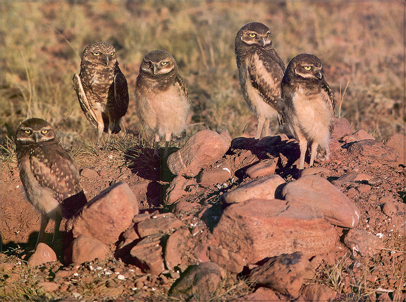 [PhoenixRising Scans - Jungle Book] Burrowing owls - Athene cunicularia; DISPLAY FULL IMAGE.