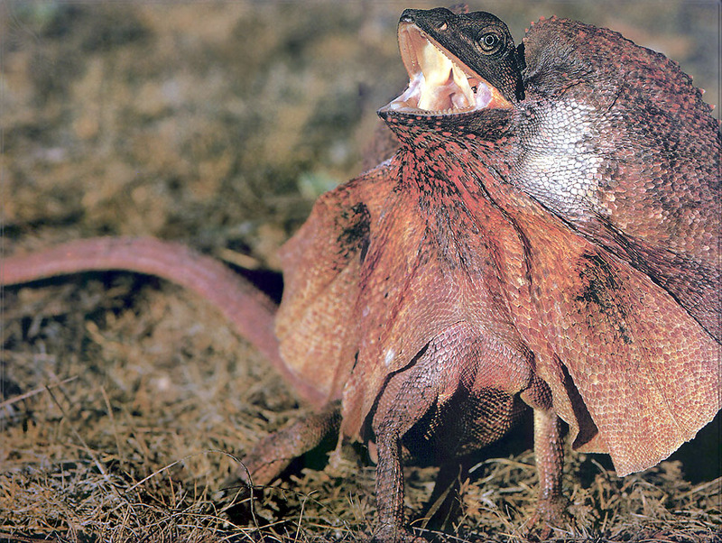 [PhoenixRising Scans - Jungle Book] Frilled dragon = frilled lizard (Chlamydosaurus kingii); DISPLAY FULL IMAGE.