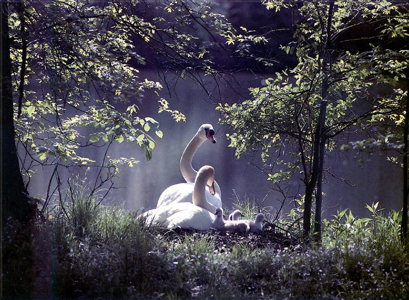[PhoenixRising Scans - Jungle Book] Swans - trumpeter swan (Cygnus buccinator); DISPLAY FULL IMAGE.