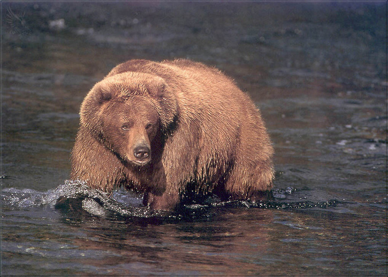 [PhoenixRising Scans - Jungle Book] Alaskan Brown bear; DISPLAY FULL IMAGE.