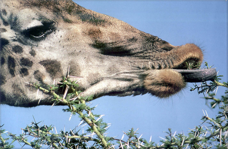 [PhoenixRising Scans - Jungle Book] Giraffe  (Giraffa camelopardalis); DISPLAY FULL IMAGE.