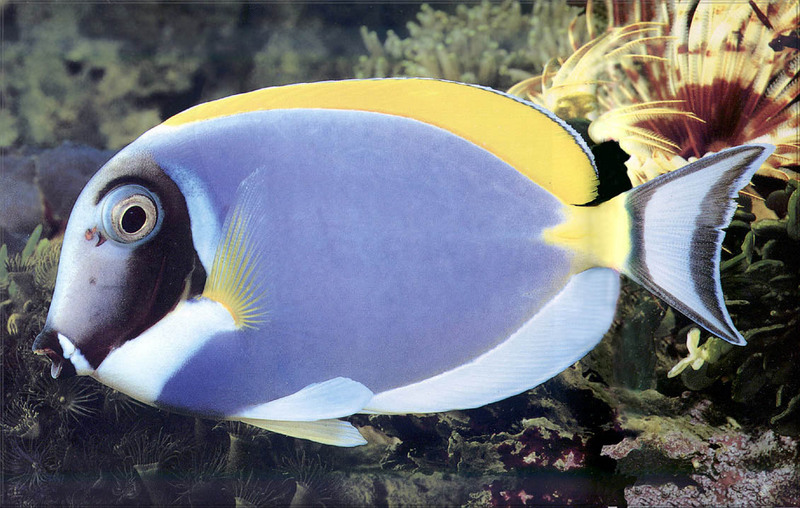 [PhoenixRising Scans - Jungle Book] Blue-lined Surgeonfish; DISPLAY FULL IMAGE.
