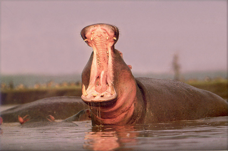 [PhoenixRising Scans - Jungle Book] Hippopotamus; DISPLAY FULL IMAGE.