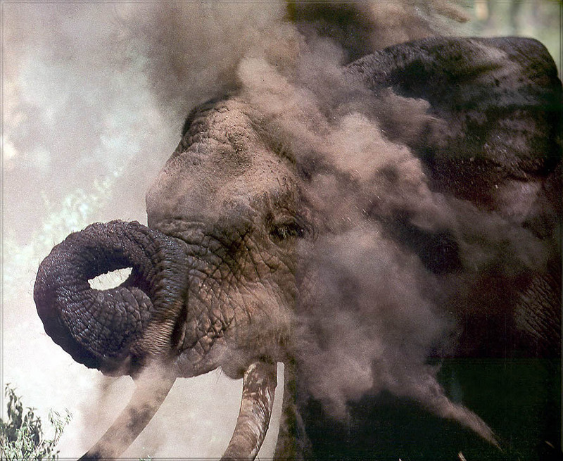 [PhoenixRising Scans - Jungle Book] Elephant; DISPLAY FULL IMAGE.