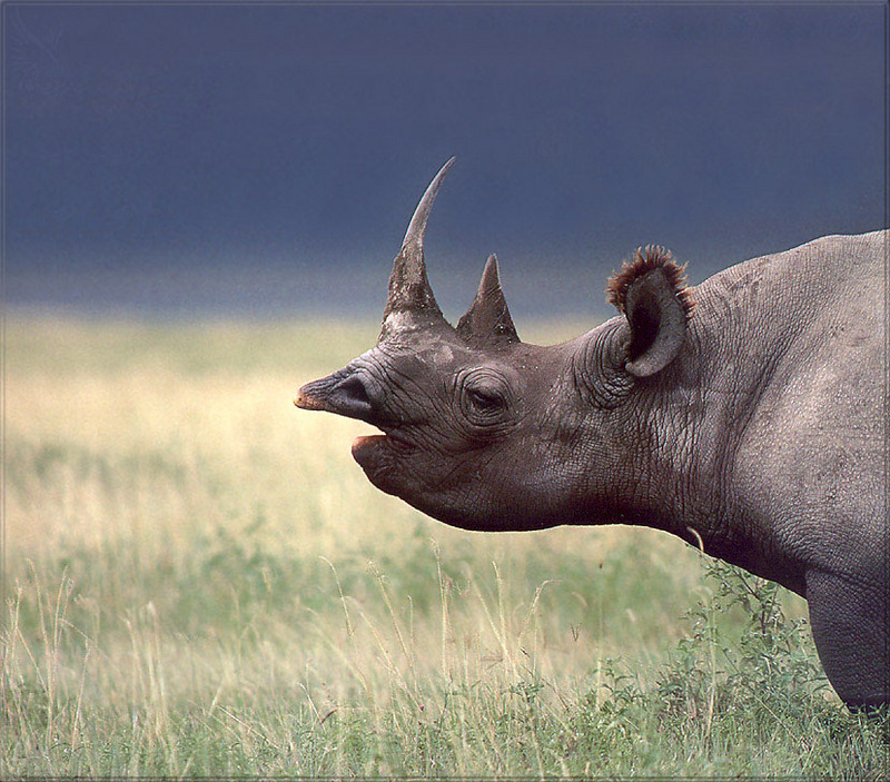 [PhoenixRising Scans - Jungle Book] Rhinoceros; DISPLAY FULL IMAGE.