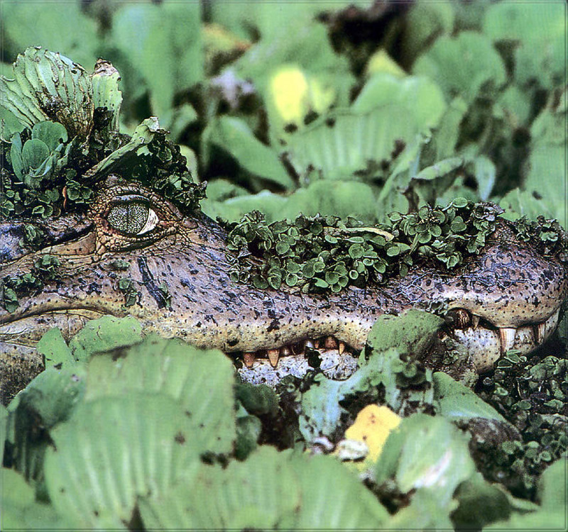 [PhoenixRising Scans - Jungle Book] Spectacled caiman; DISPLAY FULL IMAGE.