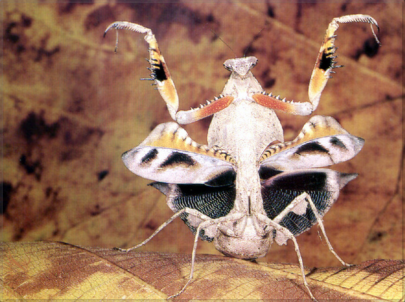 [PhoenixRising Scans - Jungle Book] Dead-leaf mantis; DISPLAY FULL IMAGE.