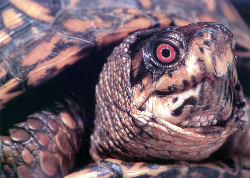 [PhoenixRising Scans - Jungle Book] Eastern box turtle; DISPLAY FULL IMAGE.