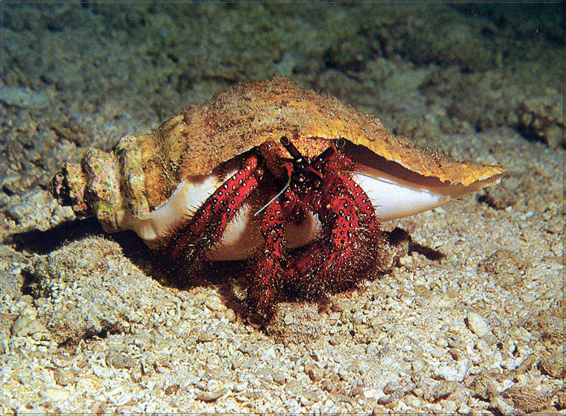 [PhoenixRising Scans - Jungle Book] Hermit crab; DISPLAY FULL IMAGE.