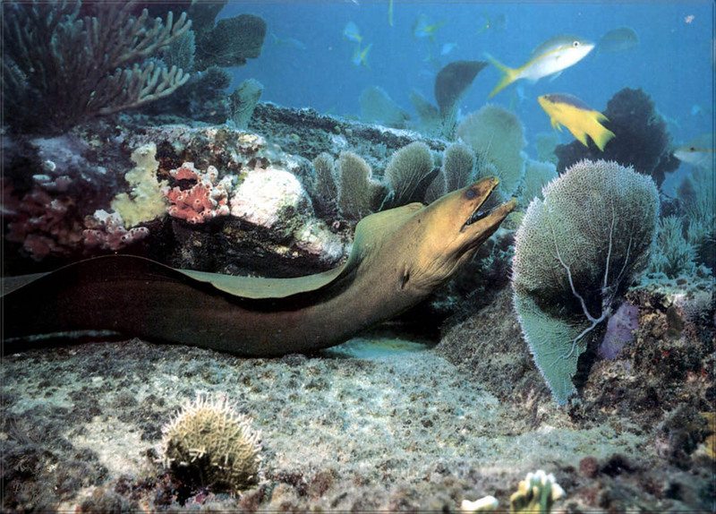 [PhoenixRising Scans - Jungle Book] Green moray eel; DISPLAY FULL IMAGE.