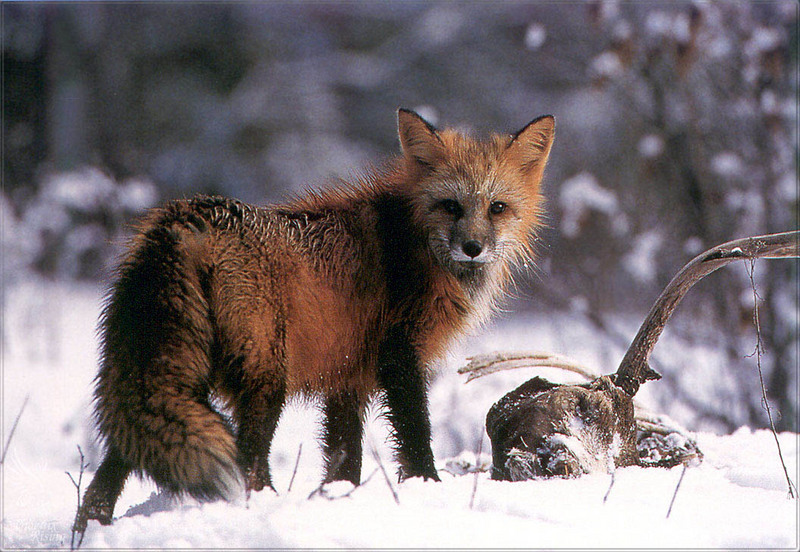 [PhoenixRising Scans - Jungle Book] Red Fox; DISPLAY FULL IMAGE.