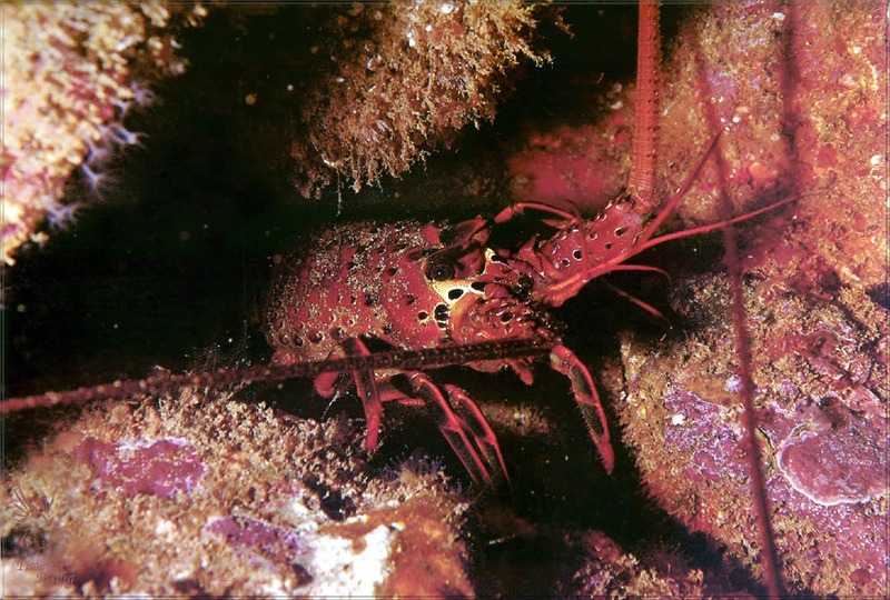 [PhoenixRising Scans - Jungle Book] California spiny lobster; DISPLAY FULL IMAGE.