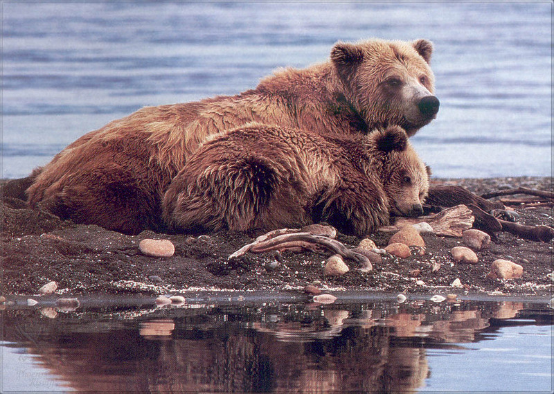 [PhoenixRising Scans - Jungle Book] Alaskan brown bear; DISPLAY FULL IMAGE.